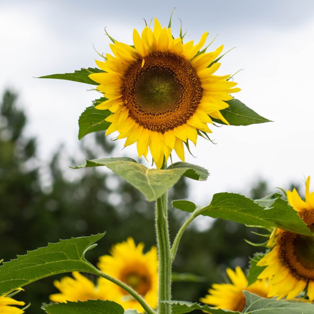 Sunflower on Funny Farm Corunna