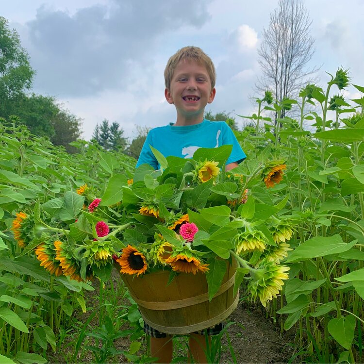 Child holding sunflowers